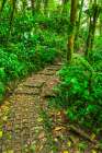 Forest trail at the Monte Verde Cloud Forest Preserve, Alajuela Province, Costa Rica Art Print